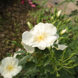 Rosa White Flower Carpet - blanche - rosiers couvre-sol
